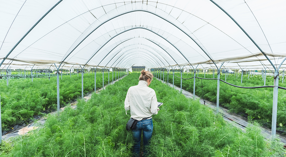 Farmer controlling vegetables in greenhouse